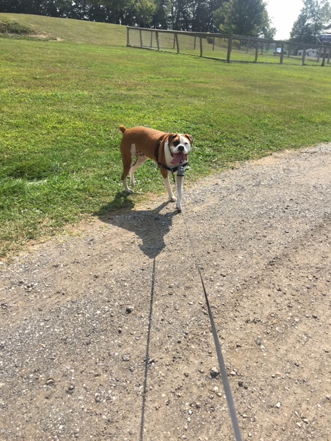 Apache on walk in indiana