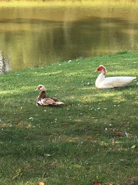 ducks by pond
