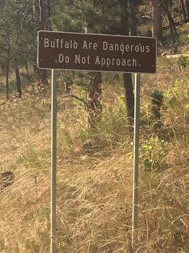 buffalo