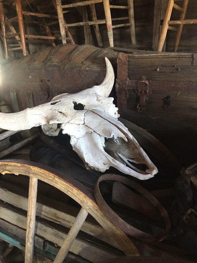 cow skull