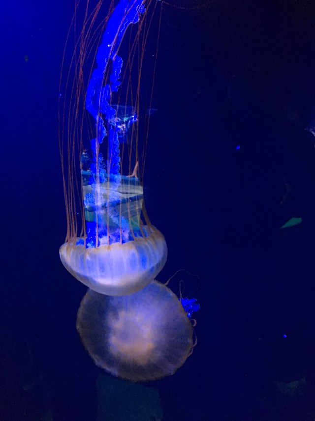 jellyfish