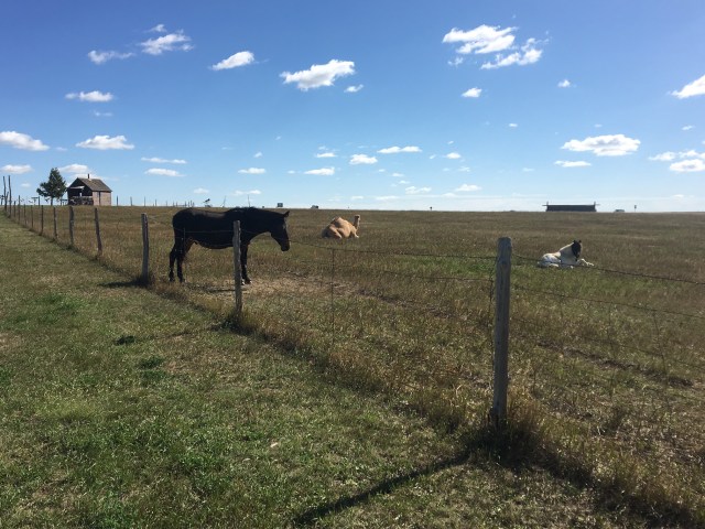 mule, baby, and camel