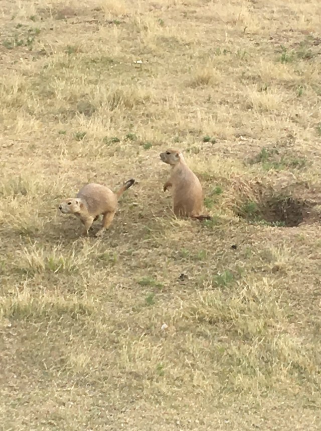 prairie dogs